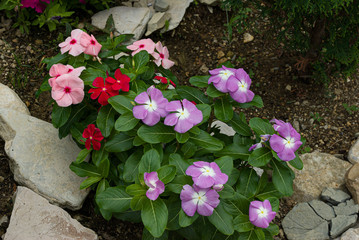 Catharanthus grows in a flowerbed with stones
