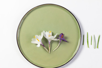 White and violet  fresh crocus flowers on green plate with grean leaves 