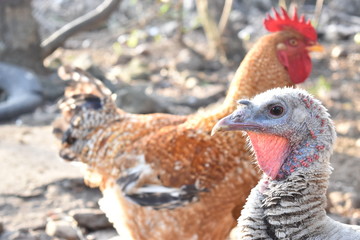 PAVO Y GALLINA GRANJA NATURALEZA