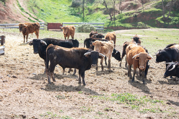 cows and lidia bulls grazing in the field in Guadalajara, Spain.