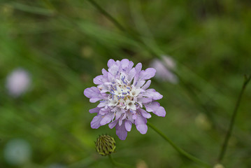 Scabious plant Scabiosa columbaria 'Pink Mist'