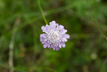 Scabious plant Scabiosa columbaria 'Pink Mist'