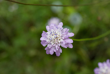 Scabious plant Scabiosa columbaria 'Pink Mist'
