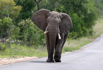 Fototapeta na wymiar Elephant in National Park, South Africa