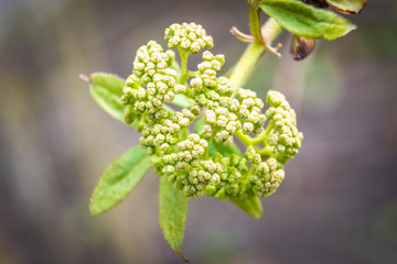 Swollen buds, first leaves and flowers in city parks and squares during the spring awakening.