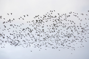 Nonnengänse (Branta leucopsis) am Himmel, Nordfriesland, Schleswig-Holstein, Deutschland, Europa