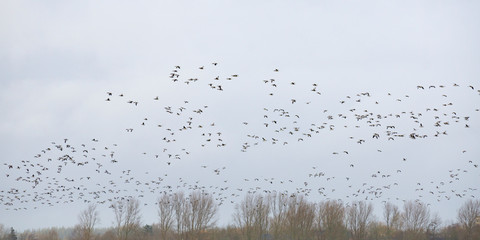 Nonnengänse (Branta leucopsis) am Himmel, Nordfriesland, Schleswig-Holstein, Deutschland, Europa