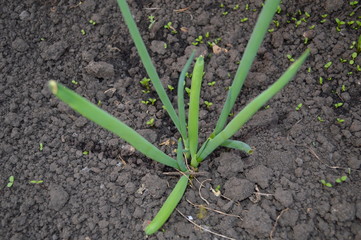 green onions growing in the garden