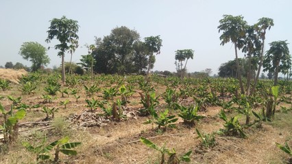 Fototapeta na wymiar Banana trees field in India