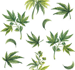 Watercolor pattern of hemp plants and leaves on a white background.