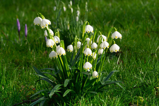 Germany, Spring snowflakes?(Leucojum?vernum)?blooming outdoors
