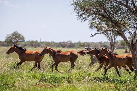 Troupeau de chevaux au galop dans la prairie © Photos Eric Malherbe