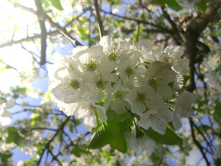 Cherry tree blossoms