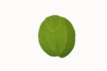 Closeup Sidr Leaf on White Background    