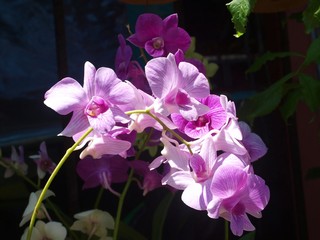 Beautiful bouquet of pink purple orchid flowers in ray of sunlight. Gentle light petals. Orchids on a stalk. Close up, macro. Inflorescence in a garden in sunny day. Ornamental plant. Flowering plants