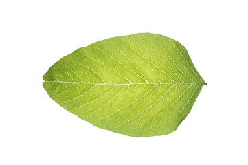 Obraz premium Leaf detail and texture isolated on white background. 