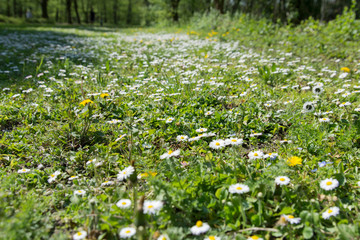Wiese mit G&auml;nsebl&uuml;mchen im Fr&uuml;hling