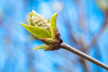 Swollen buds, first leaves and flowers in city parks and squares during the spring awakening.