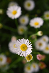 white daisies in the park garden
