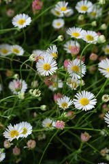 white daisies in the park garden
