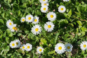 Fototapeta premium Wiese mit Gänseblümchen im Frühling
