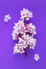Spring or summer background.White flowering tree branches on the lilac background. Top view. Location vertical.