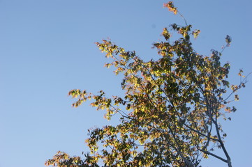 SONY DSC