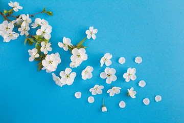 Spring or summer background.White flowering tree branches on the blue  background. Top view. Copy space.