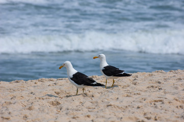 Bird´s day