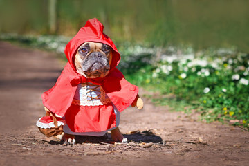 French Bulldog dos dressed up as fairytale character Little Red Riding Hood with full body costumes...