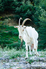 Naklejka na ściany i meble Female wild mountain goat