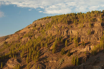 Cliff and slope with forest of Canary Island pine Pinus canariensis. Integral Natural Reserve of Inagua. Tejeda. Gran Canaria. Canary Islands. Spain.