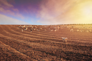 detail of some furrows in a land ready to be sown