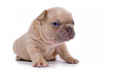 Cute cream lilac fawn colored 3 weeks old French Bulldog dog puppy with blue eyes  isolated on white background