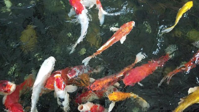 Colorful fancy carp fish, koi fish, Fish Japanese swimming (Cyprinus carpio) beautiful color variations natural organic