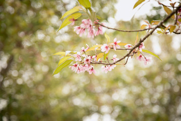 Beautiful cherry blossom or sakura in spring time over  sky