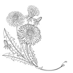 Corner bouquet of outline Dandelion flower, bud and ornate leaves in black isolated on white background.