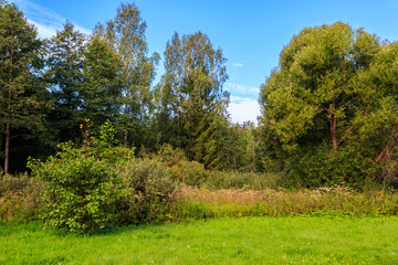 View of a mixed deciduous and coniferous forest in Russia. Summer landscape