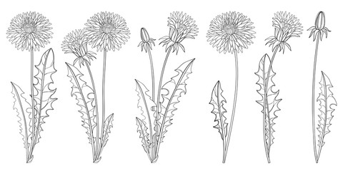 Set of outline Dandelion flower, bud and ornate leaves in black isolated on white background. 