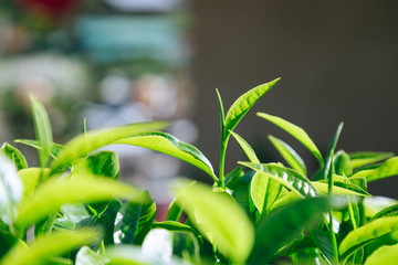 Fresh tea  leaves.