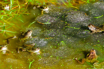 Number of frogs spawning in a shallow pond