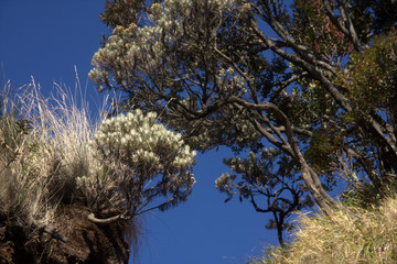 Edelweiss flowers on the merbabu mountain trail. Central Java/Indonesia.