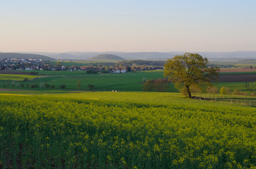 Fototapeta premium landchaft mit rapsfeld