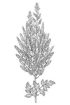 Stem with outline Astilbe or false spirea flower bunch and leaf in black isolated on white background.