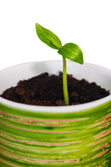 Freshly sprouted plant with two leaves, closeup.