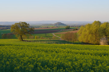 Fototapeta premium mittelgebirgslandschaft mit rapsfeld