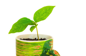 A young green sprout in a bright cup on a white background, closeup.