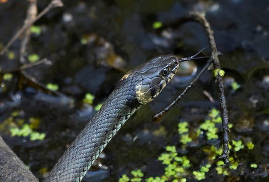 Germany, Portrait of?grass snake (Natrix natrix)