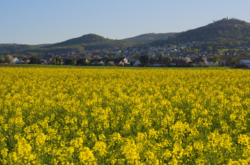 mittelgebirge mit raps