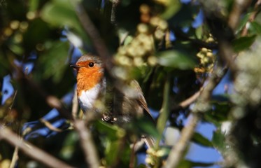 robin on a branch in a tree